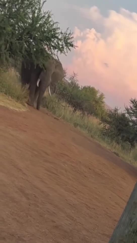 Elephant was not playing.😬😳