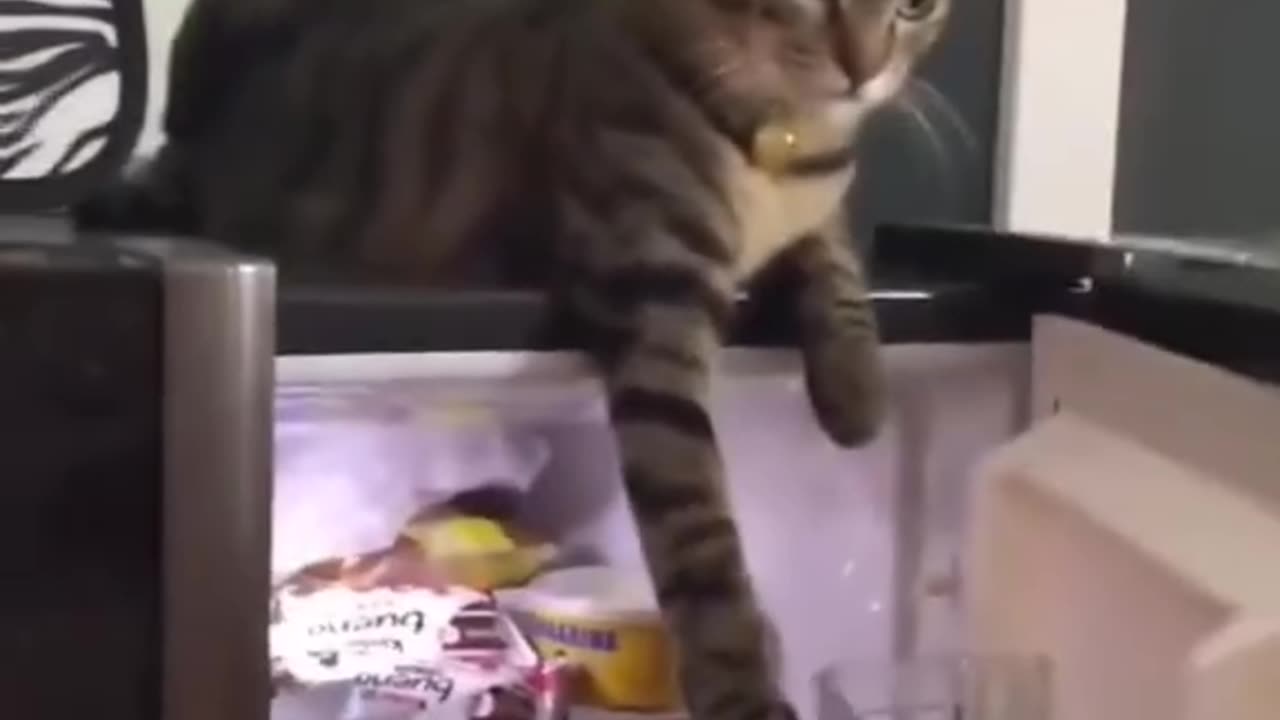 Funny animals