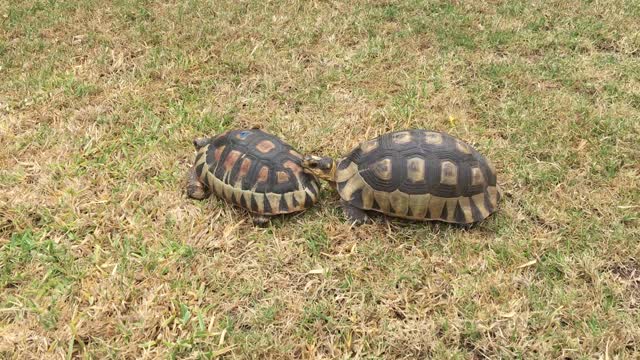 Tortoise attacks