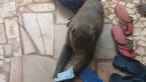 Monkey dance in public wild animals life in human beings