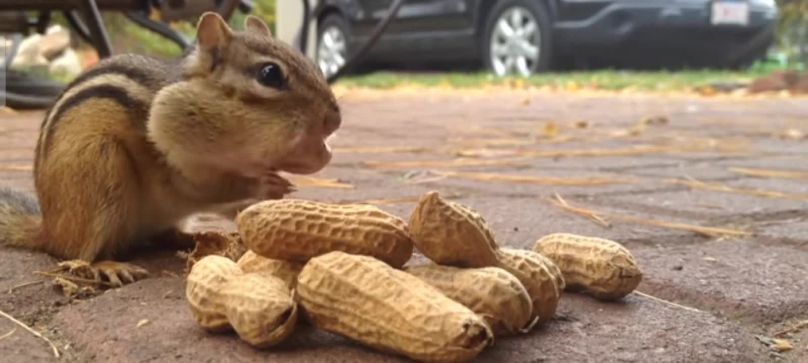 Surprising peanut eating behaviour of squirrel