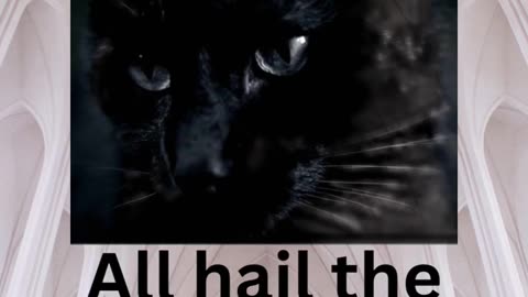 Are BLACK CATS superior to other cats?