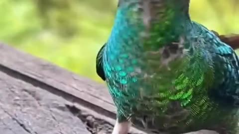 FUNNY CATS, DOGS 🐱🐶 and other CUTE ANIMALS 🐾 Funniest Animal Videos 2023