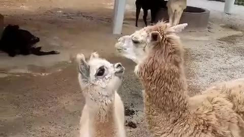 alpacas
