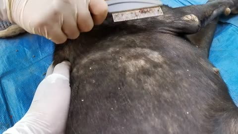 Removing Ticks From Dog, Dog Ticks Removing Clip Ticks Removal Videos EP (3)