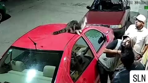 Kitty doesn’t know its limitations 😂