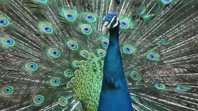 The peacock