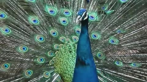 The peacock