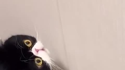 Amazing cat trending video