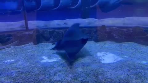 Fishes in world biggest aquarium