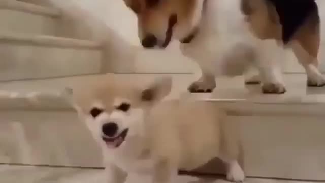 Anjing besar gemes banget sama anjing yang kecil