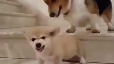 Anjing besar gemes banget sama anjing yang kecil