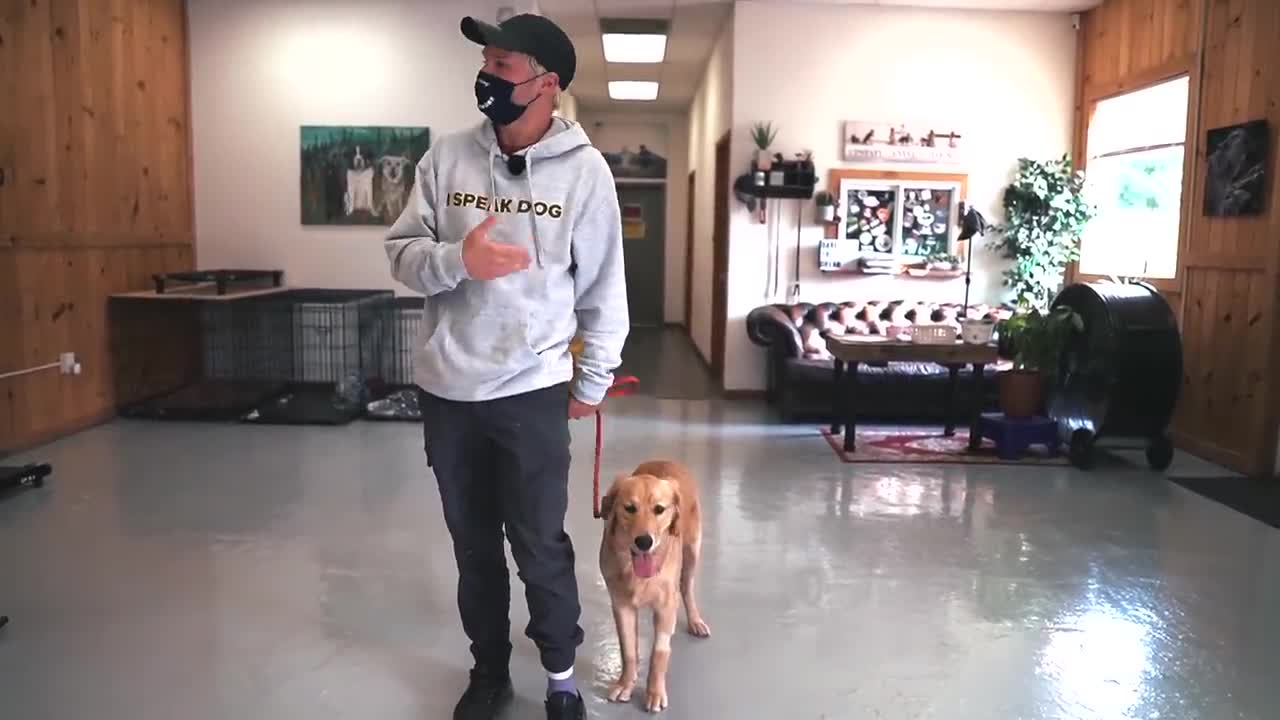 FROM VERY HYPER PUPPY TO CALM LOOSE LEASH WALKING