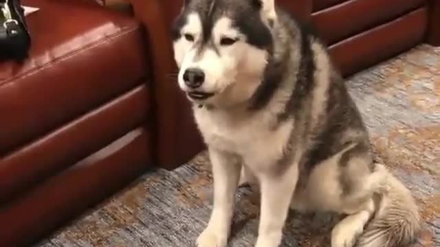 The dog squatted beside the sofa obediently and listened to the master's instructions.