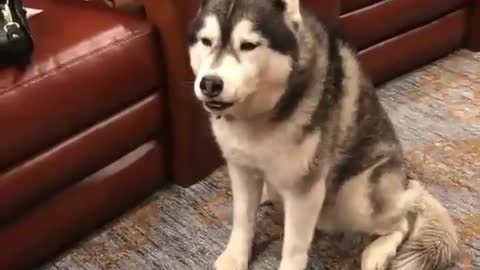 The dog squatted beside the sofa obediently and listened to the master's instructions.