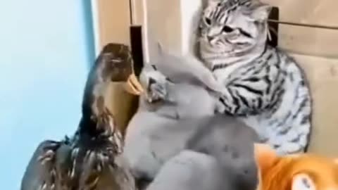 comedy video animal