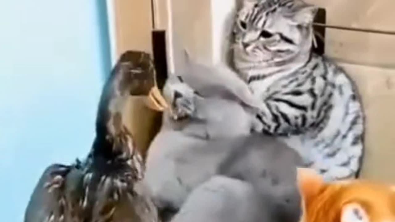 comedy video animal
