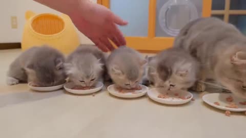 A cute kitten that can tell when its owner comes home just by the sound and greets them