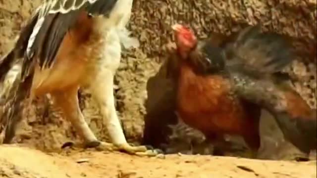 Big Eagle Flight Animal Attack