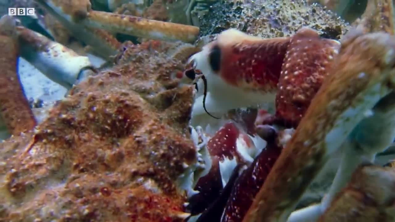 Stingray Ambushes Army Of Crabs | Blue Planet II | BBC Earth