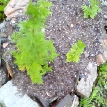 Artemisia annua. 90 day mark (approximately) raining too