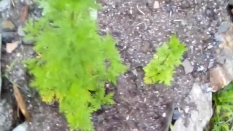 Artemisia annua. 90 day mark (approximately) raining too