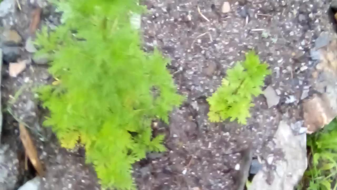 Artemisia annua. 90 day mark (approximately) raining too