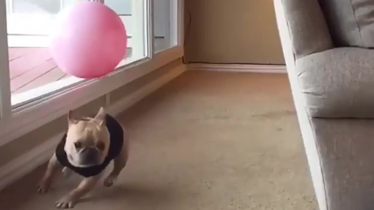 Cute and funny animals