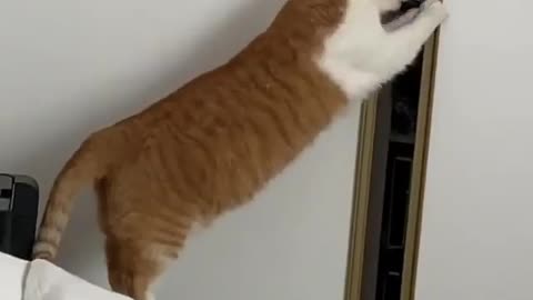 Cat is looking in the closet for clothes
