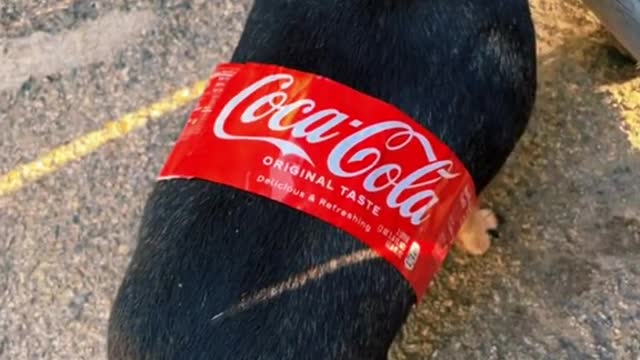 My Dogs HalloweenCostume