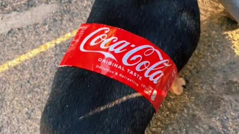 My Dogs HalloweenCostume