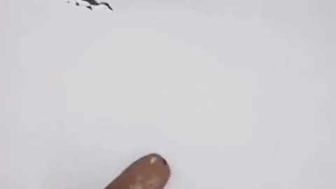 ohh noo thats my dog