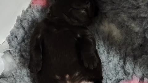 Labrador after Crossfit 🤞🤭