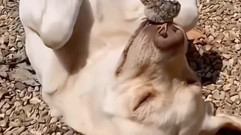 مسخره بازی حیوانات