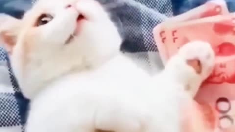 Hilarious Cat Escapades: The Mischievous Magnificent Feline Chronicles!