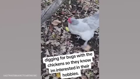 without laughing, could you watch this funny animal video clips