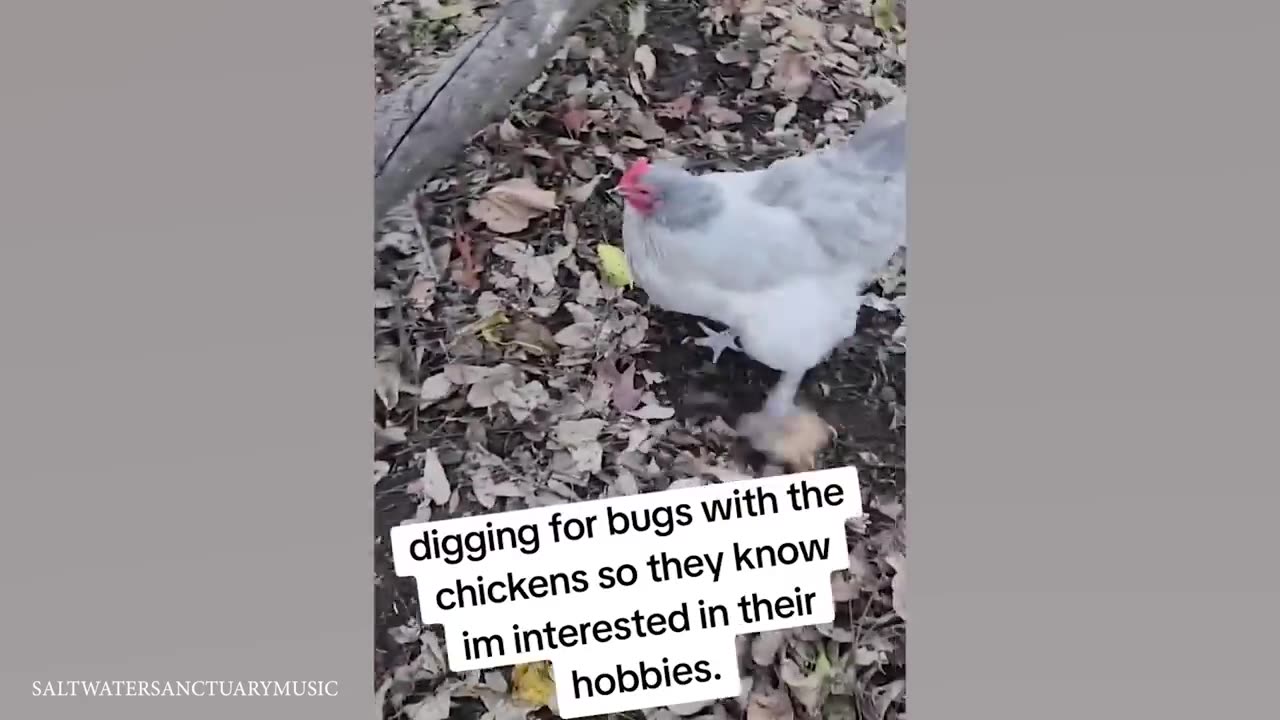 without laughing, could you watch this funny animal video clips