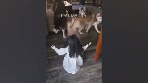 Cat cats animal animals and dog dogs video is very funny video