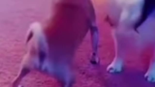 Funny Animals | Funny Dog and Cat