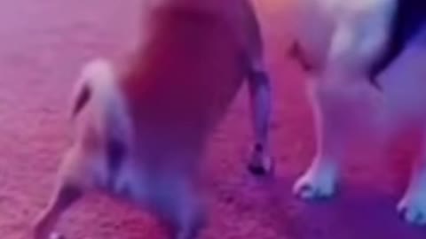 Funny Animals | Funny Dog and Cat