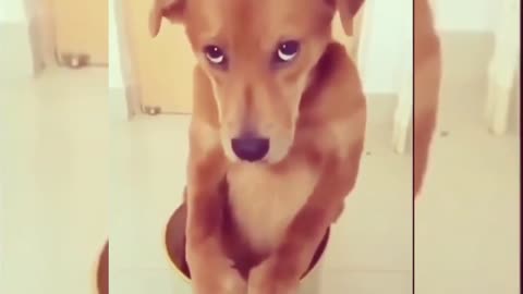 poor Funny Dogs and cats, hello guys.