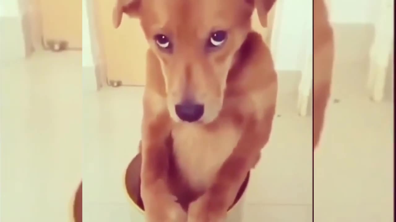 poor Funny Dogs and cats, hello guys.