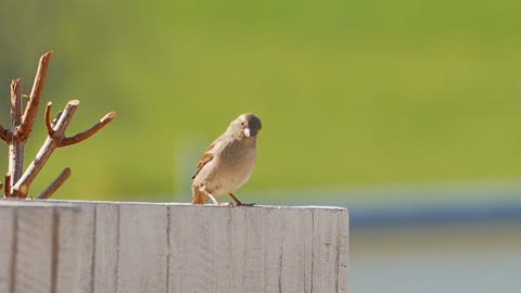 Small. Bird sparrow is sitting on the wall very cute bird