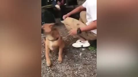 Funny bunny