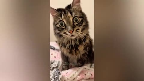 Funny cat 🙀