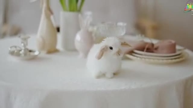 Baby bunny video