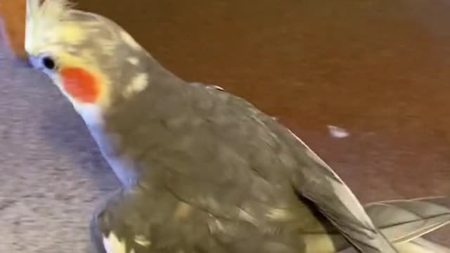 yumyumthetiel