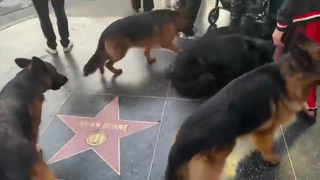 5 anjing secara mengejutkan bisa berjalan beriringan tanpa di ikat