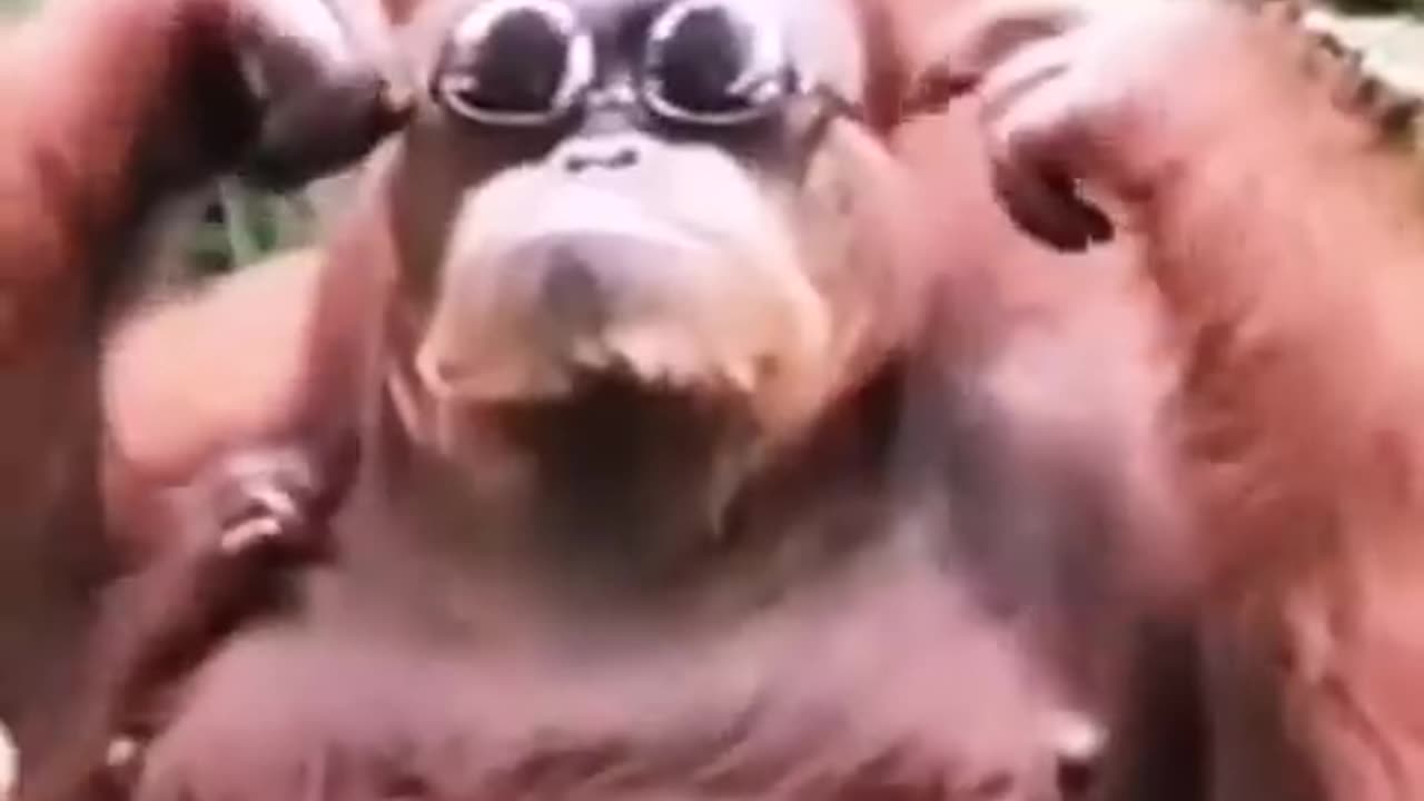 Funny Animals