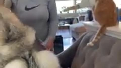 Cut cat fanny video